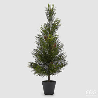 PINHEIRO MUGO COM PINHAS