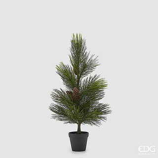 PINHEIRO MUGO COM PINHAS