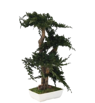 BONSAI ENEBRO PEQUEÑO