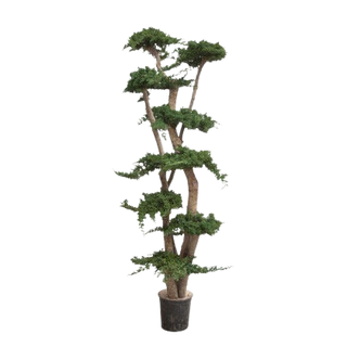 BONSÁI DE ENEBRO DE 190 CM